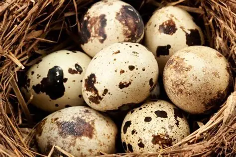 Bird Eggs